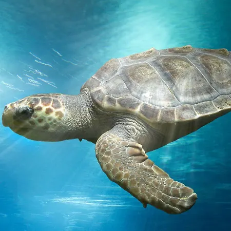 Marineland 3* Antibes
