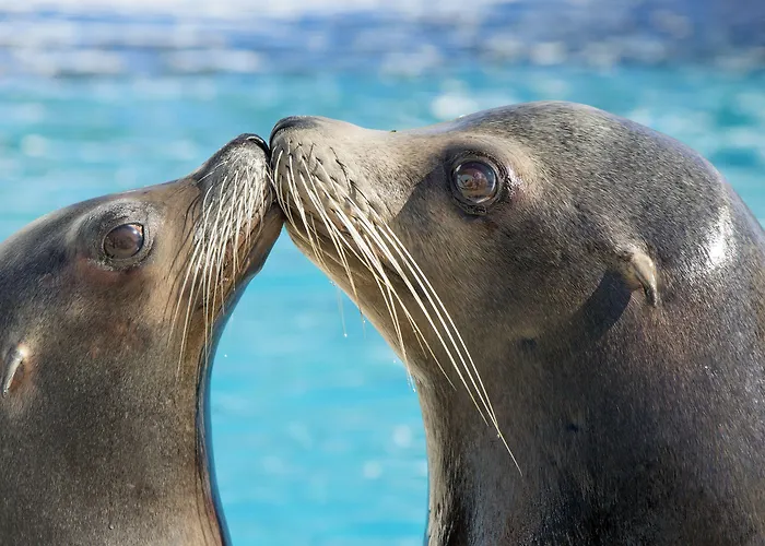 Soblue アンティーブ